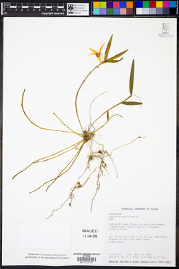 Dendrobium moniliforme image