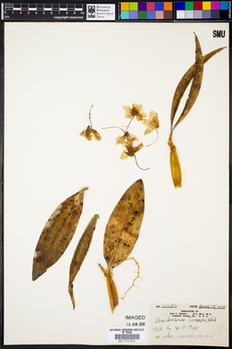 Dendrobium farmeri image