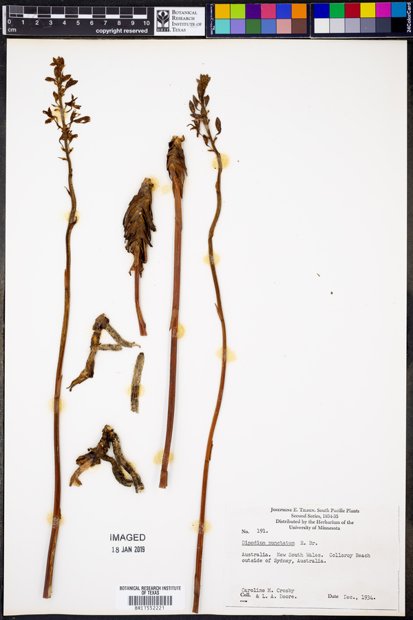 Dipodium squamatum image