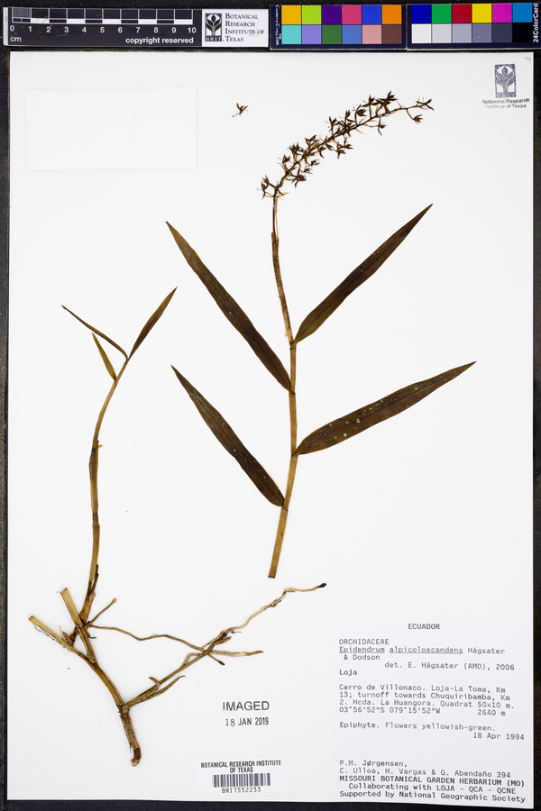 Epidendrum alpicoloscandens image