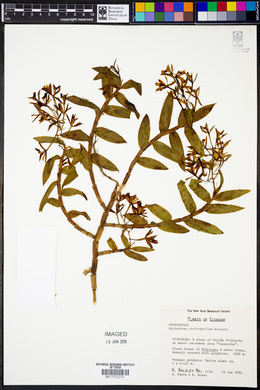 Image of Epidendrum cardiophyllum