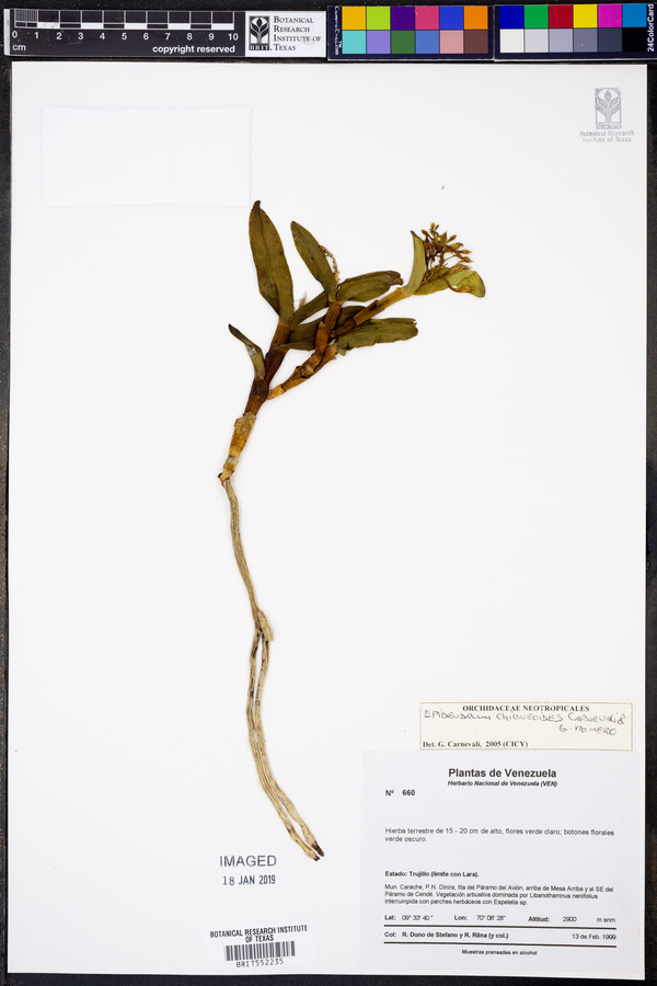 Epidendrum chioneoides image