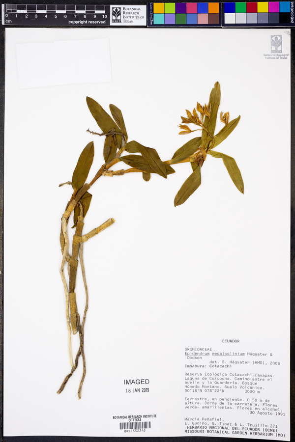 Epidendrum megaloclinium image