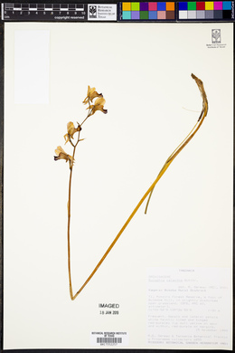 Image of Eulophia calantha