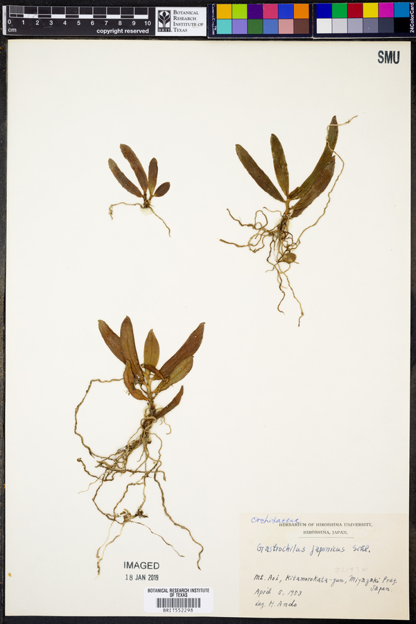 Gastrochilus japonicus image