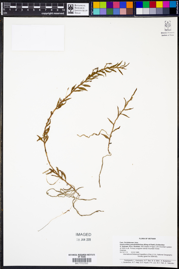 Gastrochilus pseudodistichus image