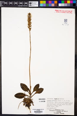 Goodyera pubescens image