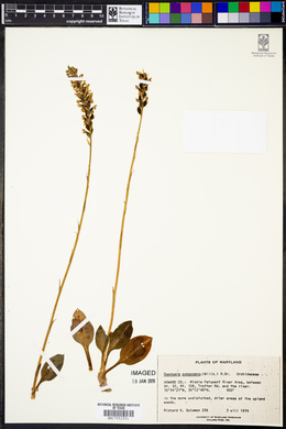 Goodyera pubescens image