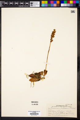 Peramium pubescens image