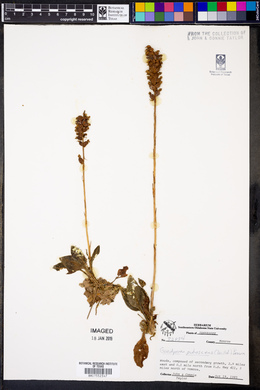 Goodyera pubescens image