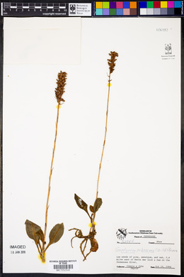 Goodyera pubescens image