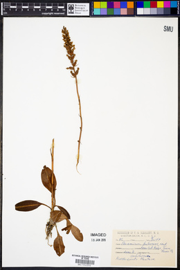 Peramium pubescens image