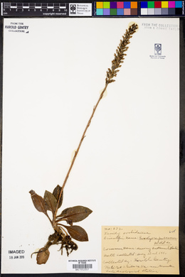 Goodyera pubescens image