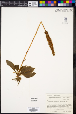 Goodyera pubescens image