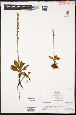 Goodyera pubescens image