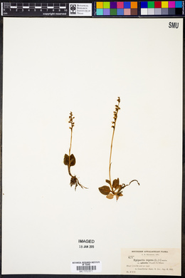 Epipactis repens image