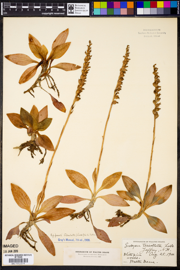 Epipactis tesselata image