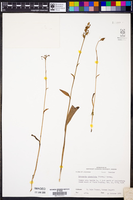 Platanthera clavellata image