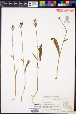 Platanthera clavellata image