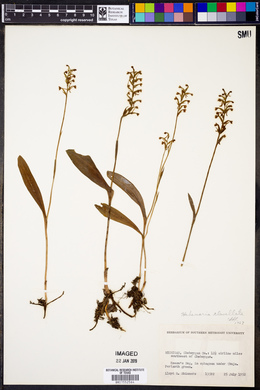 Platanthera clavellata image