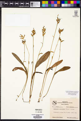 Platanthera clavellata image