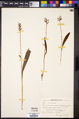 Platanthera clavellata image