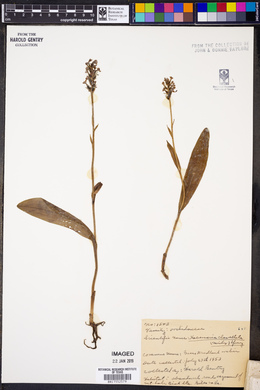 Platanthera clavellata image