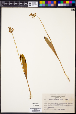 Platanthera clavellata image