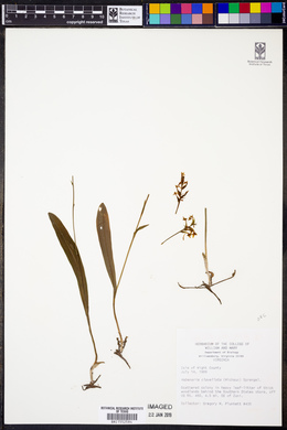 Platanthera clavellata image