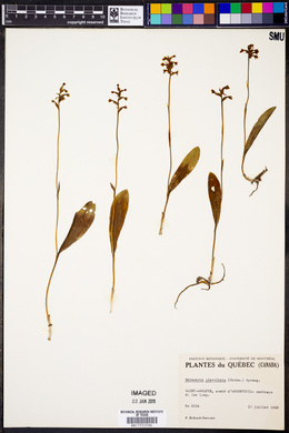 Platanthera clavellata image