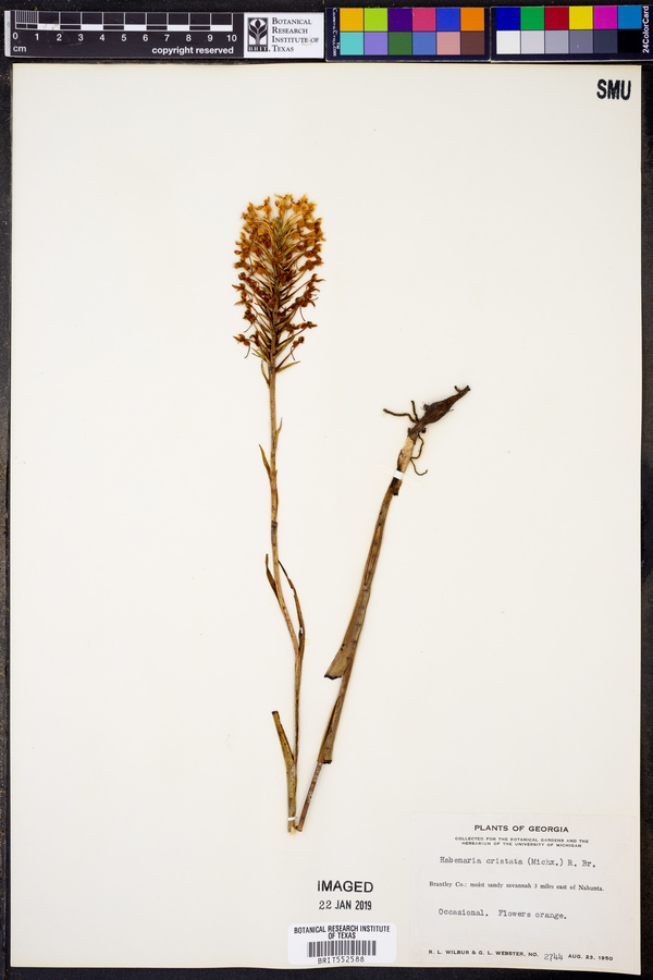 Platanthera cristata image