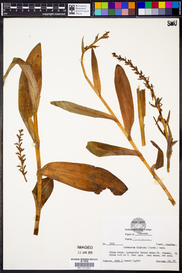 Platanthera dilatata image