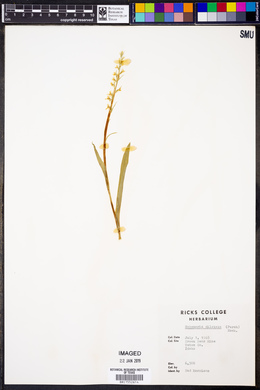 Platanthera dilatata image