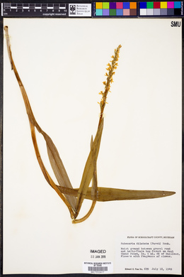 Platanthera dilatata image