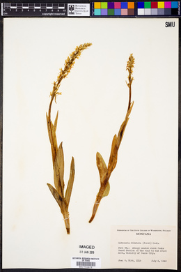 Platanthera dilatata image