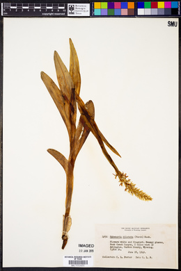 Platanthera dilatata image