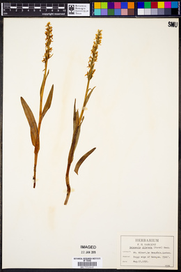 Platanthera dilatata image