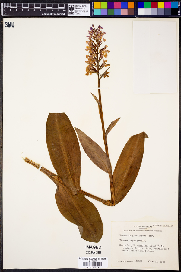 Platanthera grandiflora image