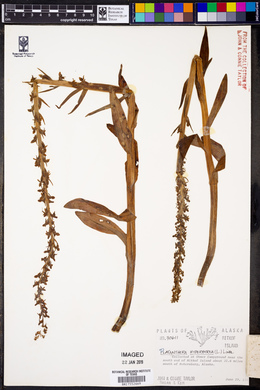 Platanthera hyperborea image