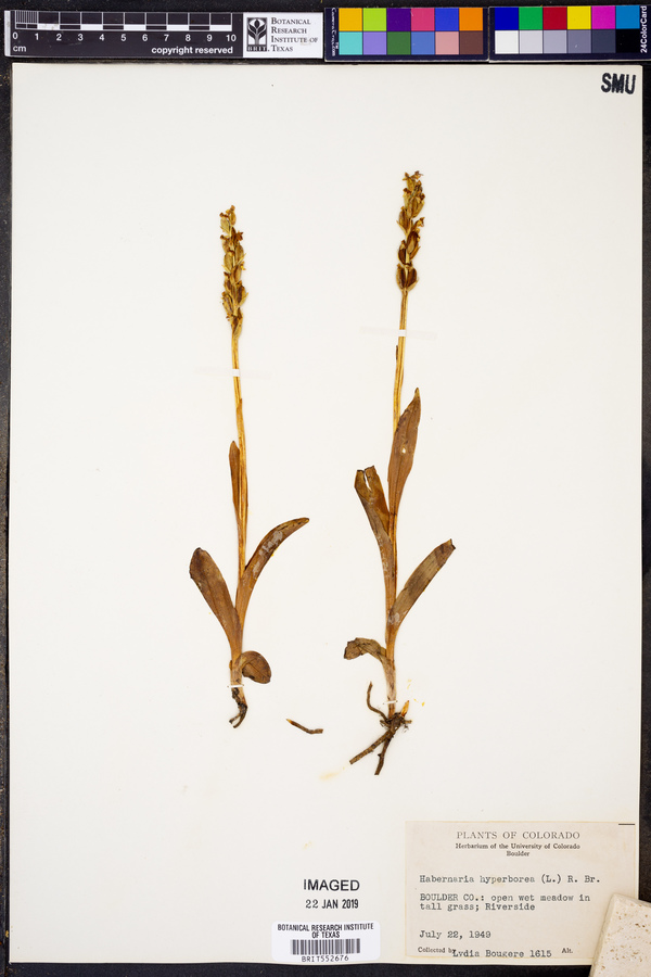 Platanthera hyperborea var. hyperborea image