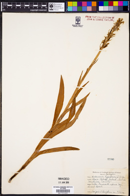 Platanthera hyperborea image