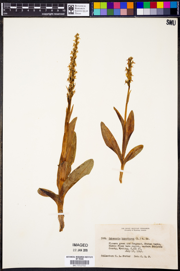 Platanthera hyperborea var. hyperborea image