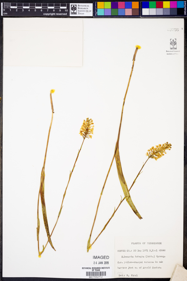 Platanthera integra image