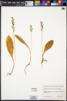 Platanthera obtusata image