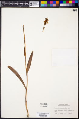 Platanthera psycodes image