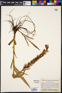 Habenaria repens image