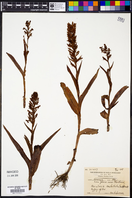 Image of Perularia scutellata