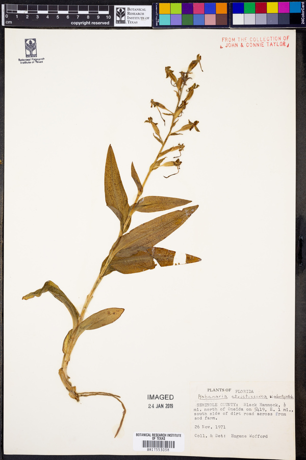 Habenaria strictissima image