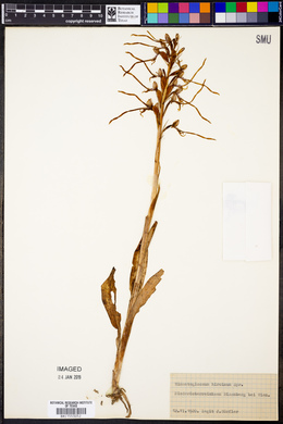 Himantoglossum hircinum image