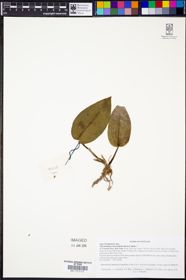 Tainia macrantha image